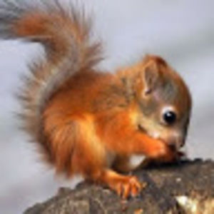 Meet your Posher, Eden